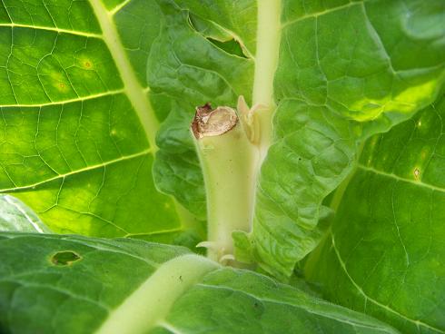 Topping Tobacco Plants